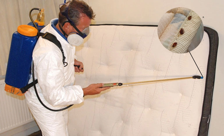 Bedbugs Control Service