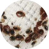 Bed Bugs Control
