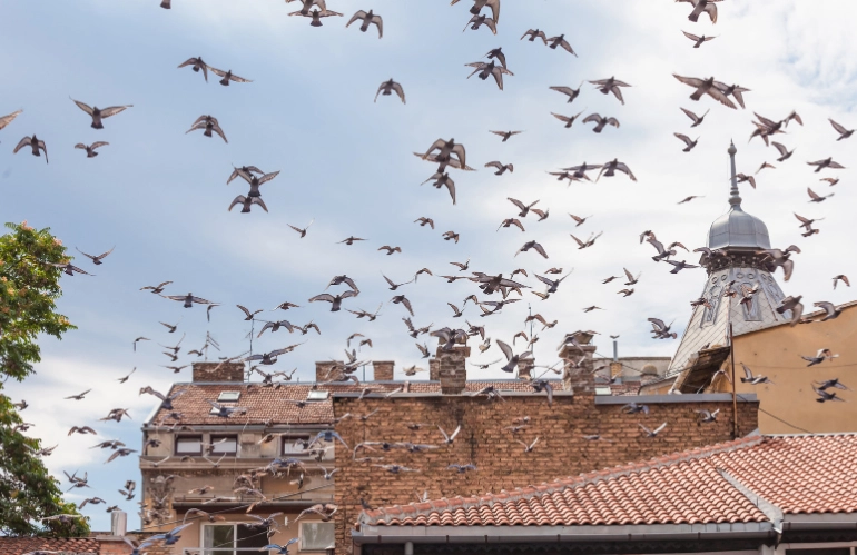 Birds Control Services