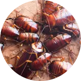 Cockroach Control