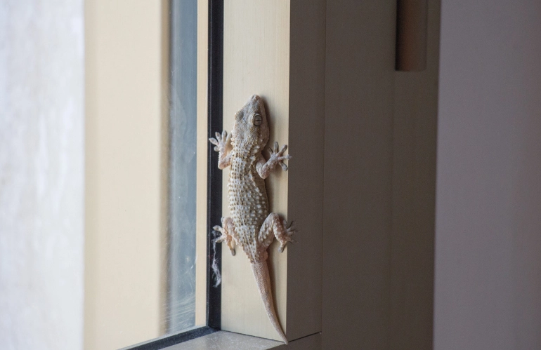 Lizard Control Services