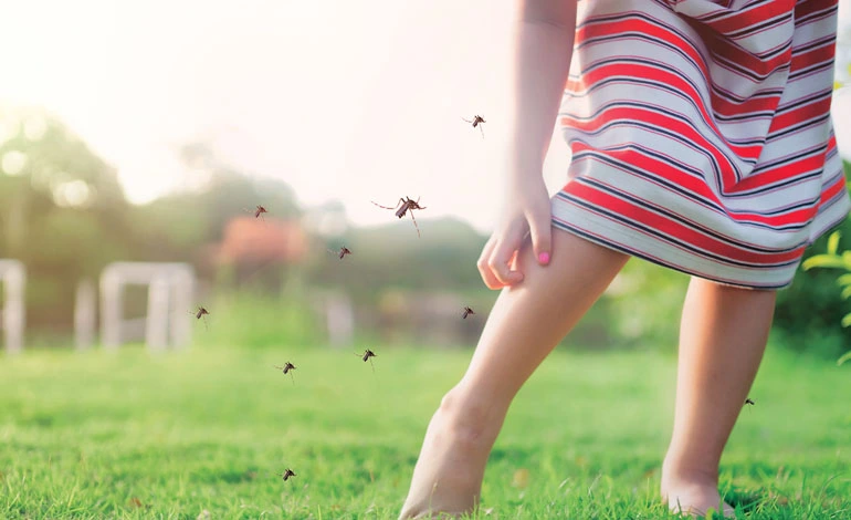 Mosquito Control Service