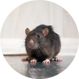 Rodent Control