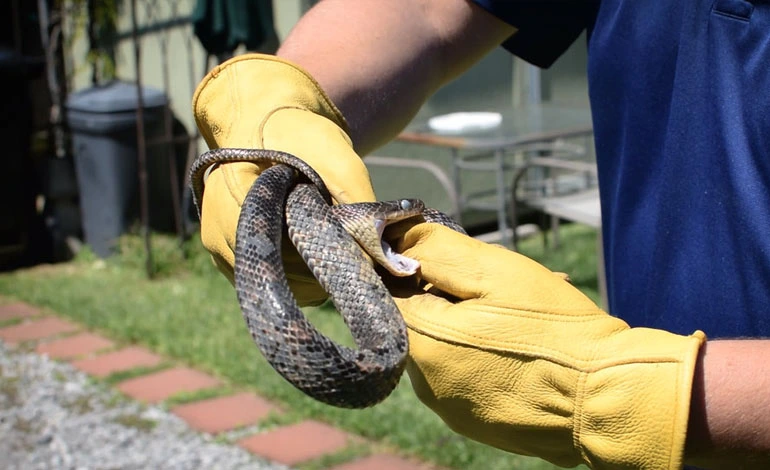 Snake Control Services