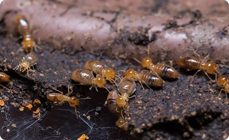 Termite Control Services