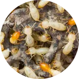 Termite Control